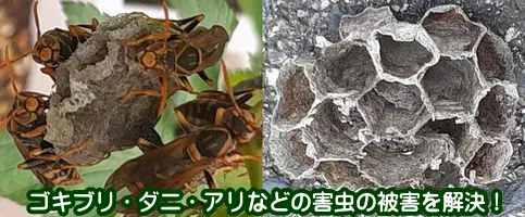害虫の防除