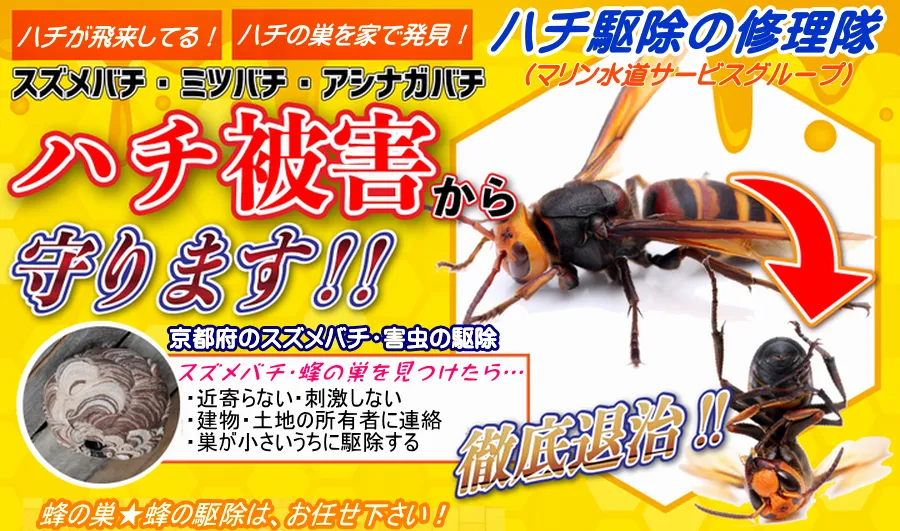 京都市の業者がハチを駆除