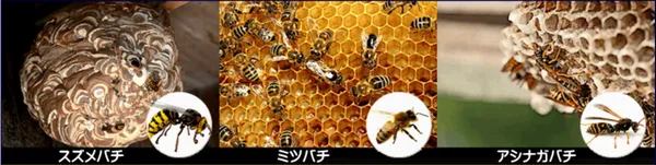 ハチの巣の比較